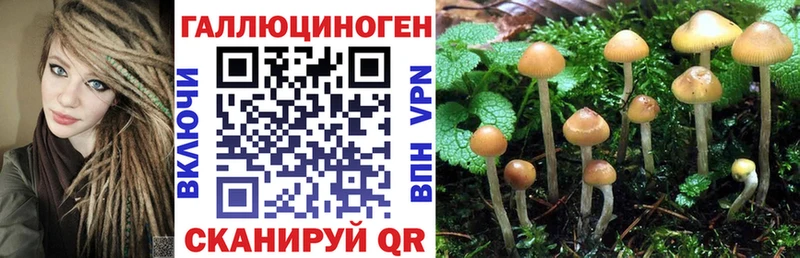 как найти закладки  Алексеевка  Псилоцибиновые грибы Psilocybe 